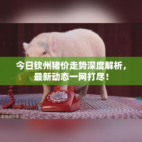 今日欽州豬價走勢深度解析，最新動態(tài)一網(wǎng)打盡！