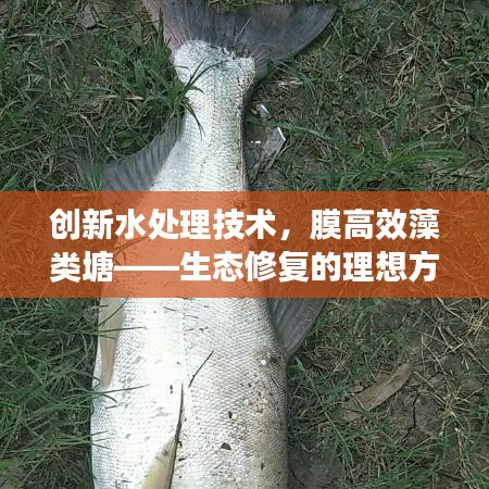 還淳反素 第2頁(yè)