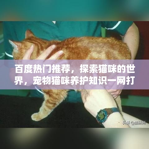 百度熱門推薦，探索貓咪的世界，寵物貓咪養(yǎng)護知識一網(wǎng)打盡