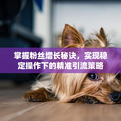 掌握粉絲增長(zhǎng)秘訣，實(shí)現(xiàn)穩(wěn)定操作下的精準(zhǔn)引流策略