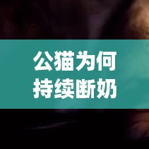 公貓為何持續(xù)斷奶？原因、后果及解決方法大解析！