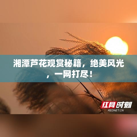 湘潭蘆花觀賞秘籍，絕美風(fēng)光，一網(wǎng)打盡！