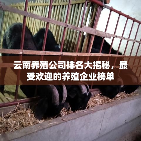 云南養(yǎng)殖公司排名大揭秘，最受歡迎的養(yǎng)殖企業(yè)榜單