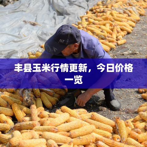 豐縣玉米行情更新，今日價(jià)格一覽