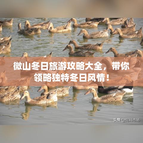 微山冬日旅游攻略大全，帶你領略獨特冬日風情！