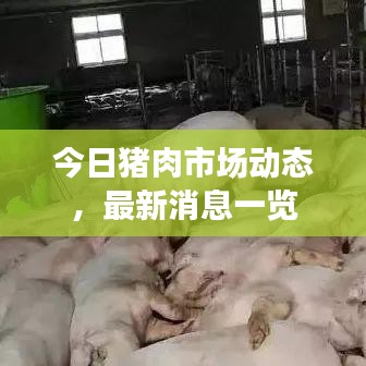 今日豬肉市場動態(tài)，最新消息一覽